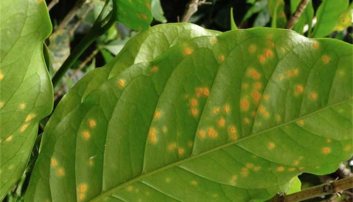 plagas en los cultivos