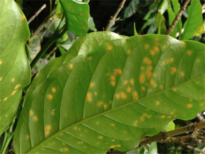 plagas en los cultivos