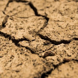 Resistencia a la sequía